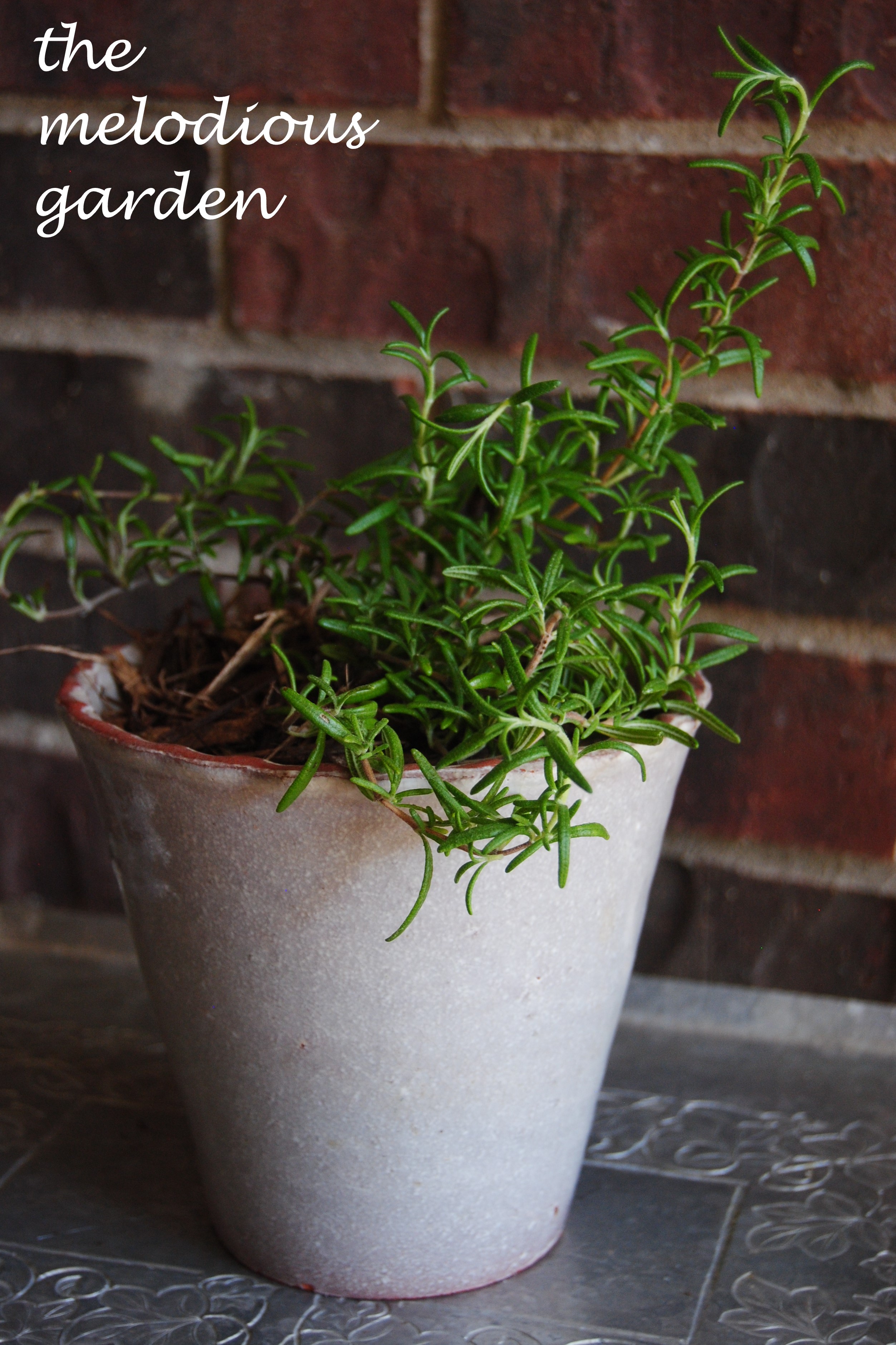 trailing rosemary in pot