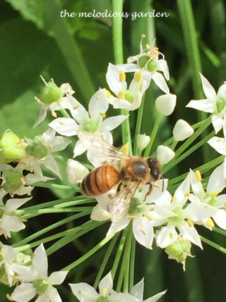 bee on chives